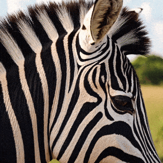 Datei:Zebras Stripes and Ears simple compose 01jkcwh5z1fy8vepfdf7bctvq5.gif