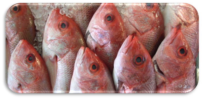 Datei:FishArt.png