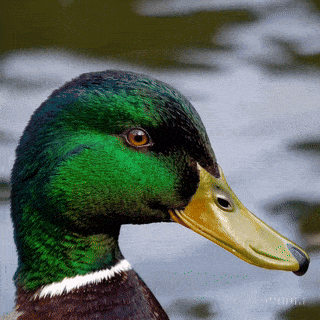 Datei:Curious Duck Close-Up simple compose 01jkcvyjb4e408hfmf3vfq6wgj.gif