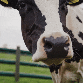 Datei:Curious Cow Close-Up simple compose 01jkcw1p82e95tq6mds15pmbb2.gif