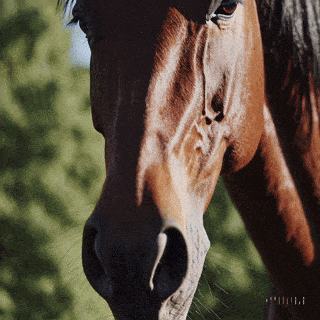Datei:Majestic Horse Tranquility simple compose 01jkcw50nsev8t93bqx9h151k6.gif