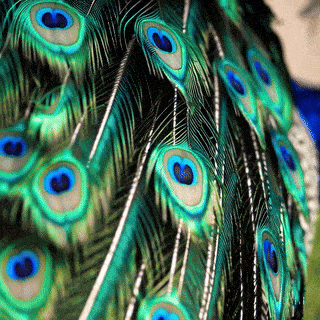 Datei:Shimmering Peacock Elegance simple compose 01jkcwqyc3fwyt05e8t4wrs5vb.gif