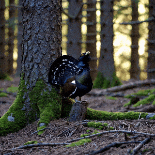 Datei:Echoing Forest Call simple compose 01jkcwmy8te159mnpg41ase69v.gif
