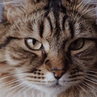 Datei:Curious Cat Close-Up simple compose 01jkcww30kemd9q3526gaf2gqd.gif