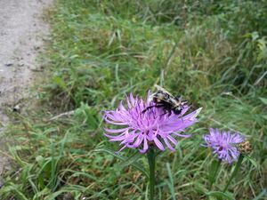 1 Insekten.JPG