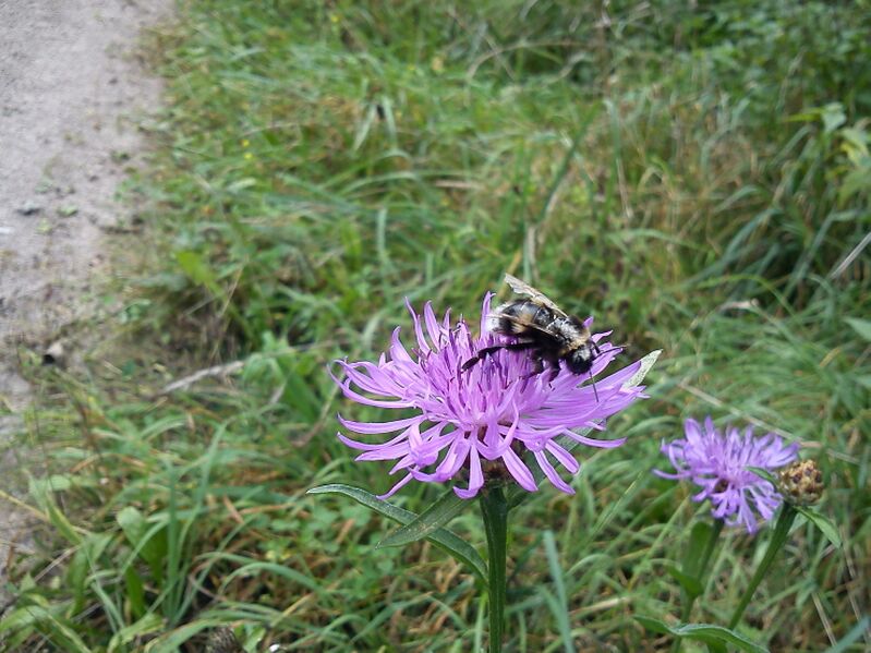 Datei:1 Insekten.JPG