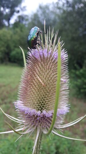 Distel MOOC the nature.jpg