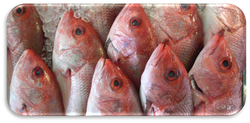 FishArt.png