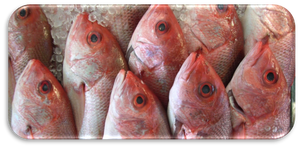 FishArt.png