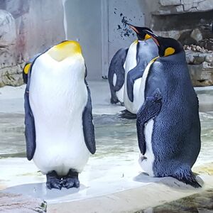 Königspinguin Zoo München Tierquiz.jpg