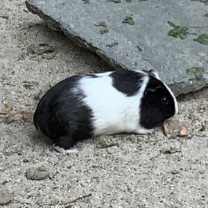 Meerschweinchen Mundenhof-Tierquiz Freiburgspiel.jpg