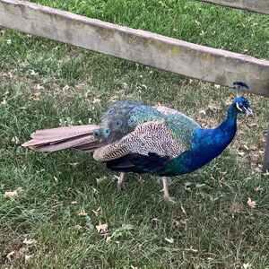 Pfau Mundenhof-Tierquiz Freiburgspiel.jpg