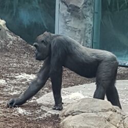 Schimpanse Zoo München Tierquiz.jpg