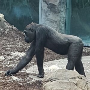 Schimpanse Zoo München Tierquiz.jpg