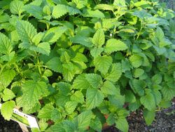 Melissa officinalis2.jpg