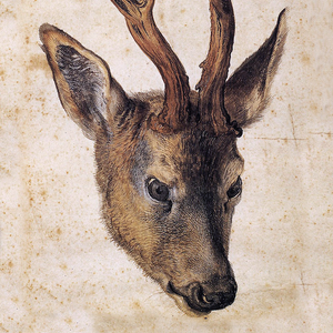Duerer Rehbock.png