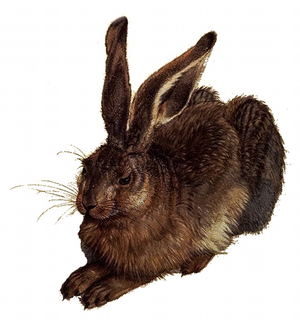 Duerer Feldhase.png