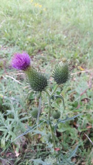 Distel MOOC the nature1.jpg