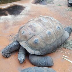 Riesenschildkröte Zoo München Tierquiz.jpg