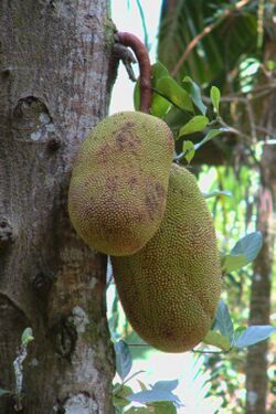Jackfruit.jpeg