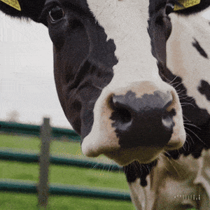 Curious Cow Close-Up simple compose 01jkcw1p82e95tq6mds15pmbb2.gif