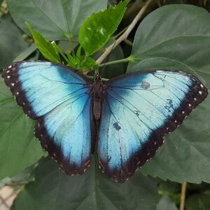 Schmetterling 2.jpg