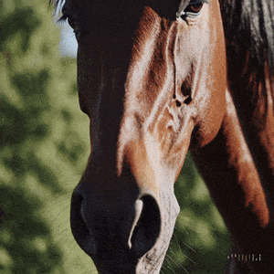 Majestic Horse Tranquility simple compose 01jkcw50nsev8t93bqx9h151k6.gif