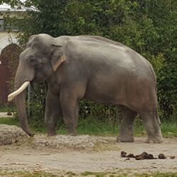 Elefant Zoo München Tierquiz.jpg