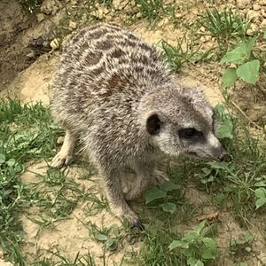 Erdmännchen Mundenhof Tierquiz Freiburgspiel.jpg
