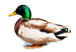 Stockente Kopie.png