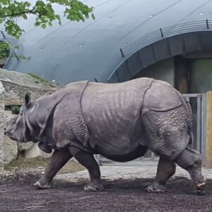 Nashorn Zoo München Tierquiz.jpg