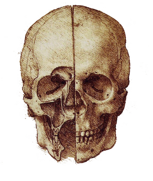 Leonardo DaVinci-Schaedel.png