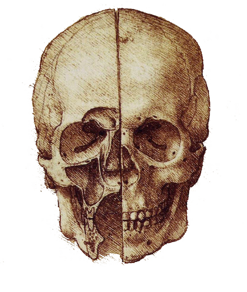 Datei:Leonardo DaVinci-Schaedel.png