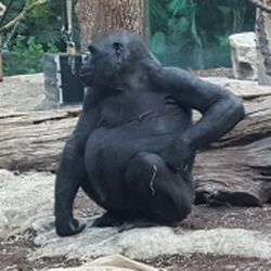 Gorilla Zoo München Tierquiz.jpg