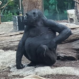 Gorilla Zoo München Tierquiz.jpg