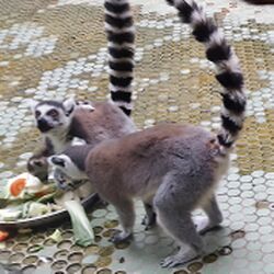 Limuren Zoo München Tierquiz.jpg