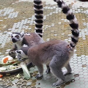 Limuren Zoo München Tierquiz.jpg
