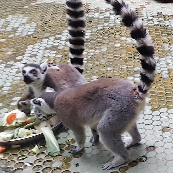 Datei:Limuren Zoo München Tierquiz.jpg