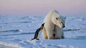 Polar Bear Encounter storyboard 01jkzp8tz2fx8b9sxf0wa0ysa0 Kopie.gif