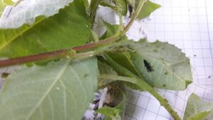 MOOC the nature - Nuetzlinge - Schaedlinge.jpg