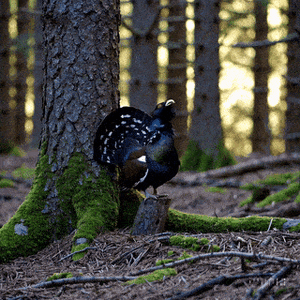 Echoing Forest Call simple compose 01jkcwmy8te159mnpg41ase69v.gif