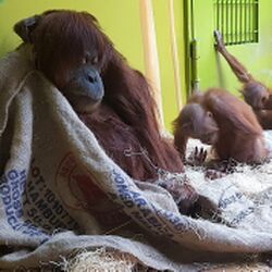Orang Utan Zoo München Tierquiz.jpg