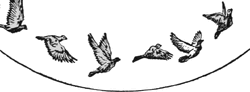 Alle Vögel sind schon da.gif