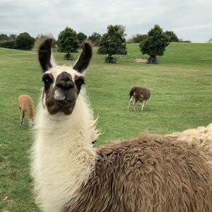 Lama Mundenhof-Tierquiz Freiburgspiel.jpg