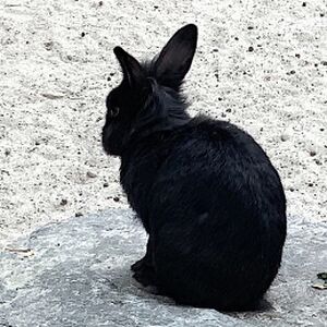 Hase Mundenhof Tierquiz - Freiburgspiel.jpg
