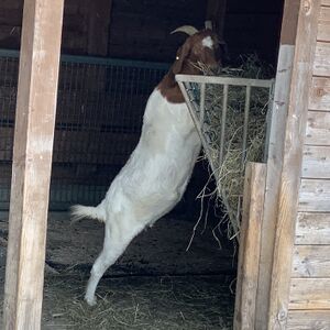 Ziege Mundenhof-Tierquiz Freiburgspiel.jpg