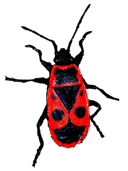 Wanzentanz.png