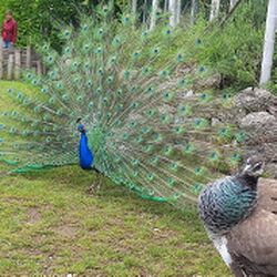 Pfau Zoo München Tierquiz.jpg