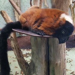 Affenhauf Zoo München Tierquiz.jpg