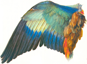 Duerer Flügel.png